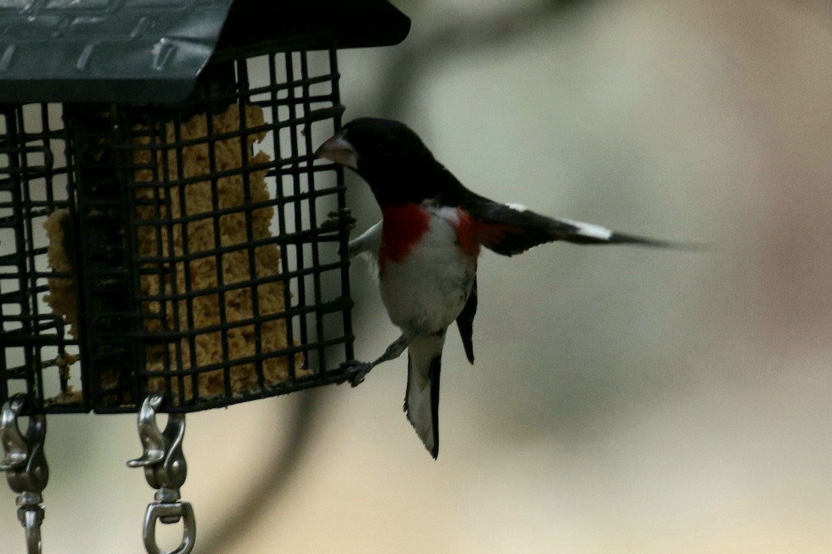 Rose-breasted Grosbeak - ML326846351