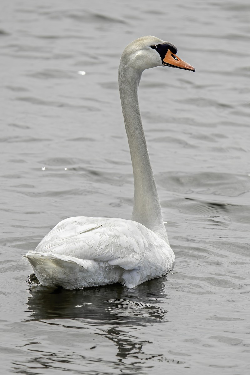 Cygne tuberculé - ML326846741