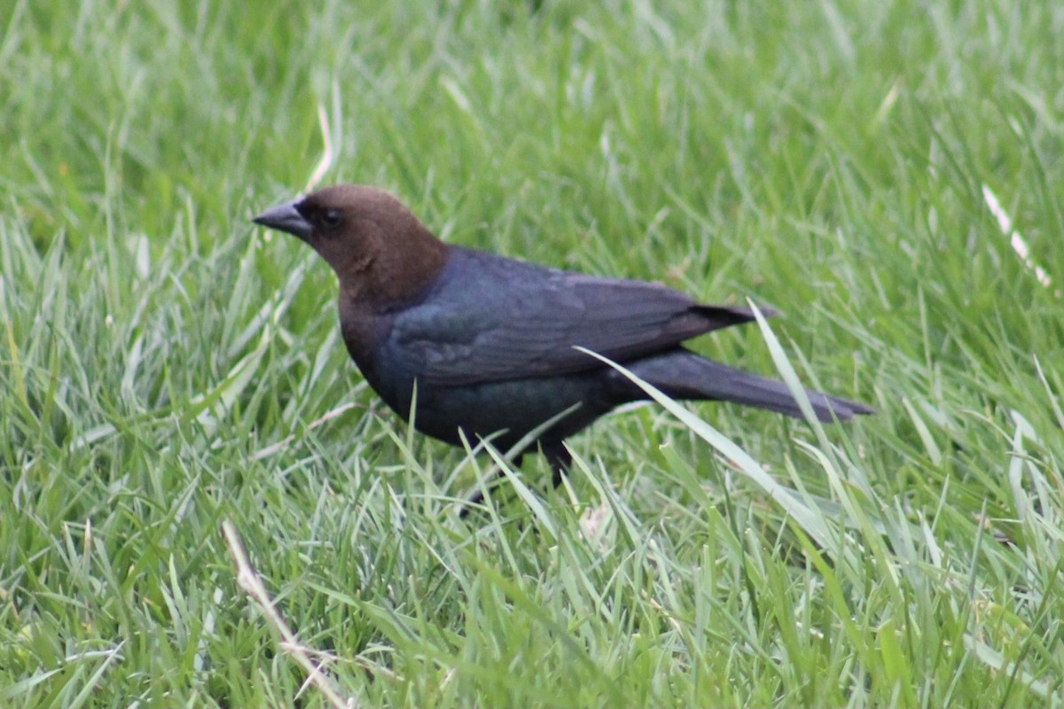 Brown-headed Cowbird - ML326847231