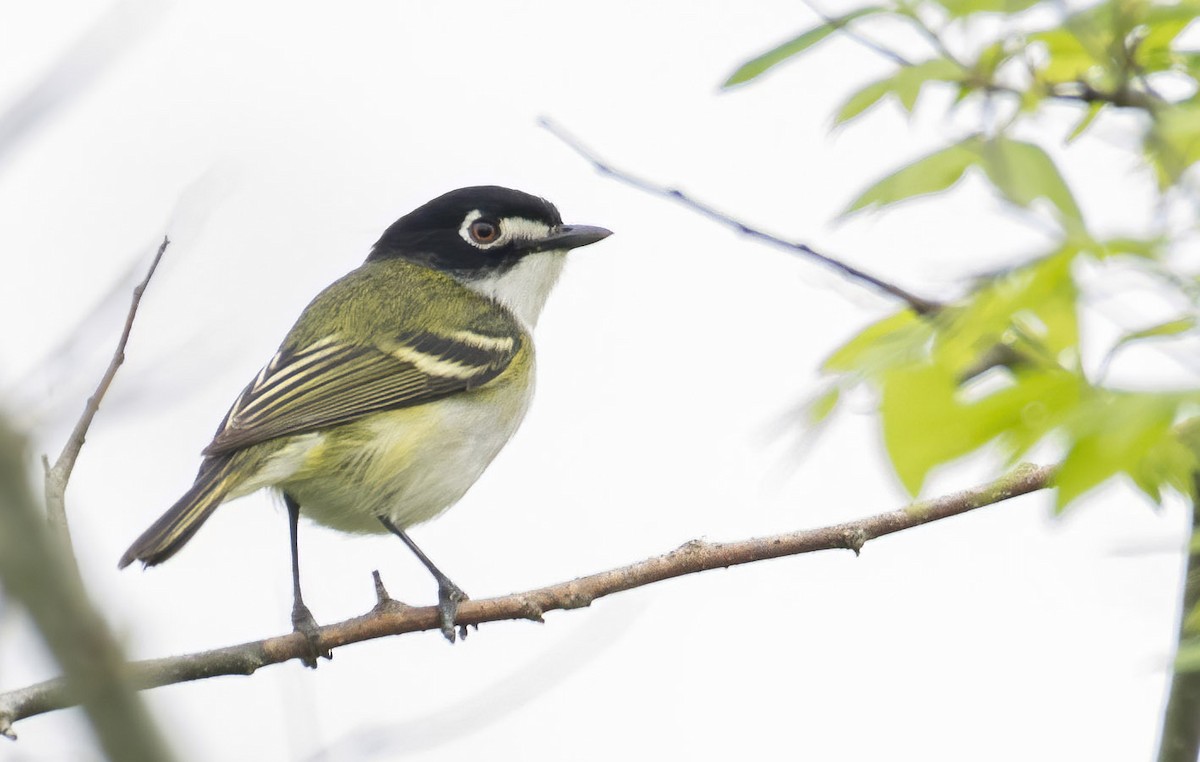 Black-capped Vireo - ML326847251