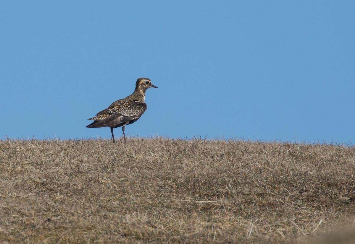 European Golden-Plover - ML326847491