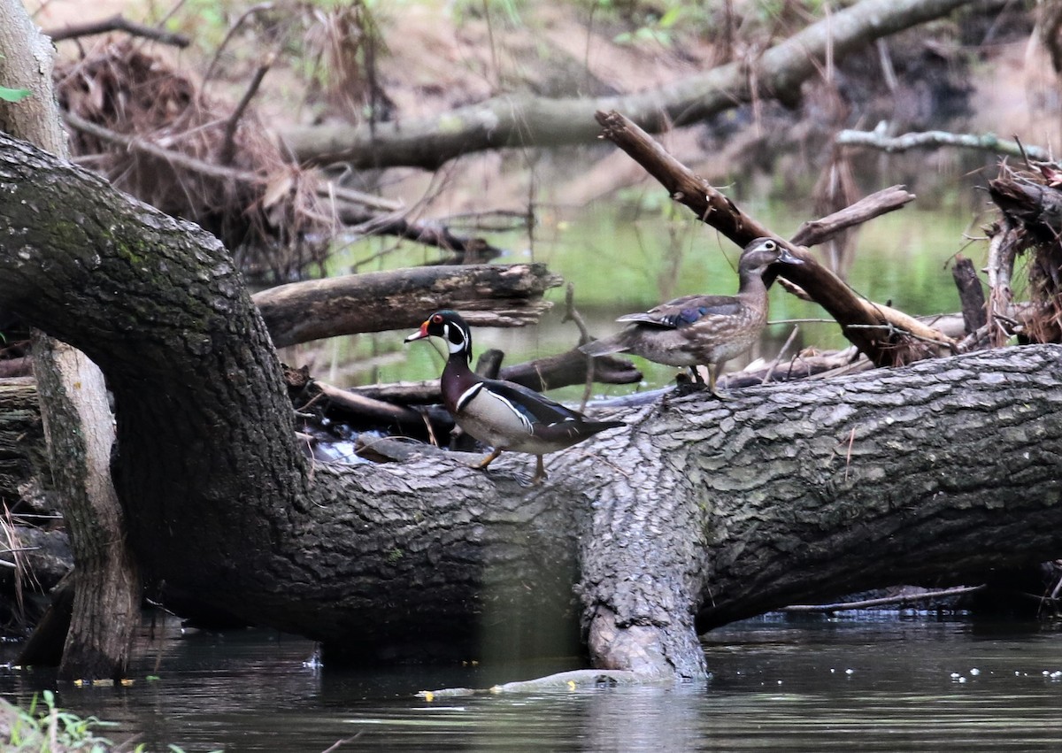 Wood Duck - Margareta Wieser