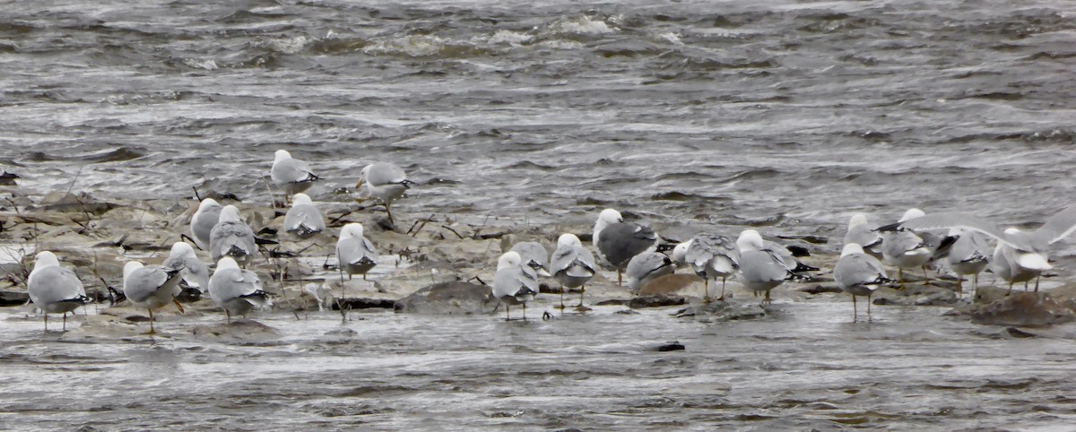 Gaviota Sombría - ML326849661