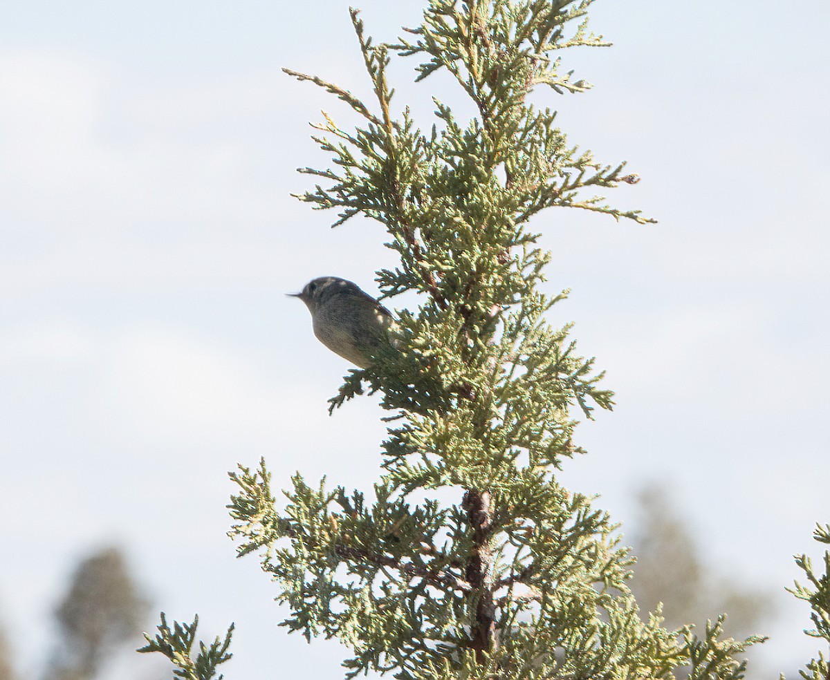 Ruby-crowned Kinglet - Central Oregon Historical Records