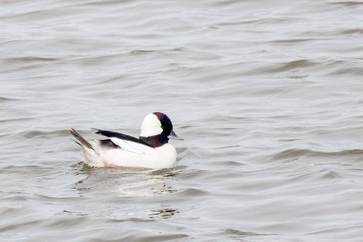 Bufflehead - ML326851421