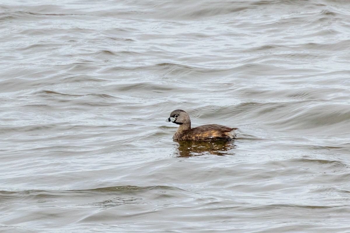 Pied-billed Grebe - ML326851771