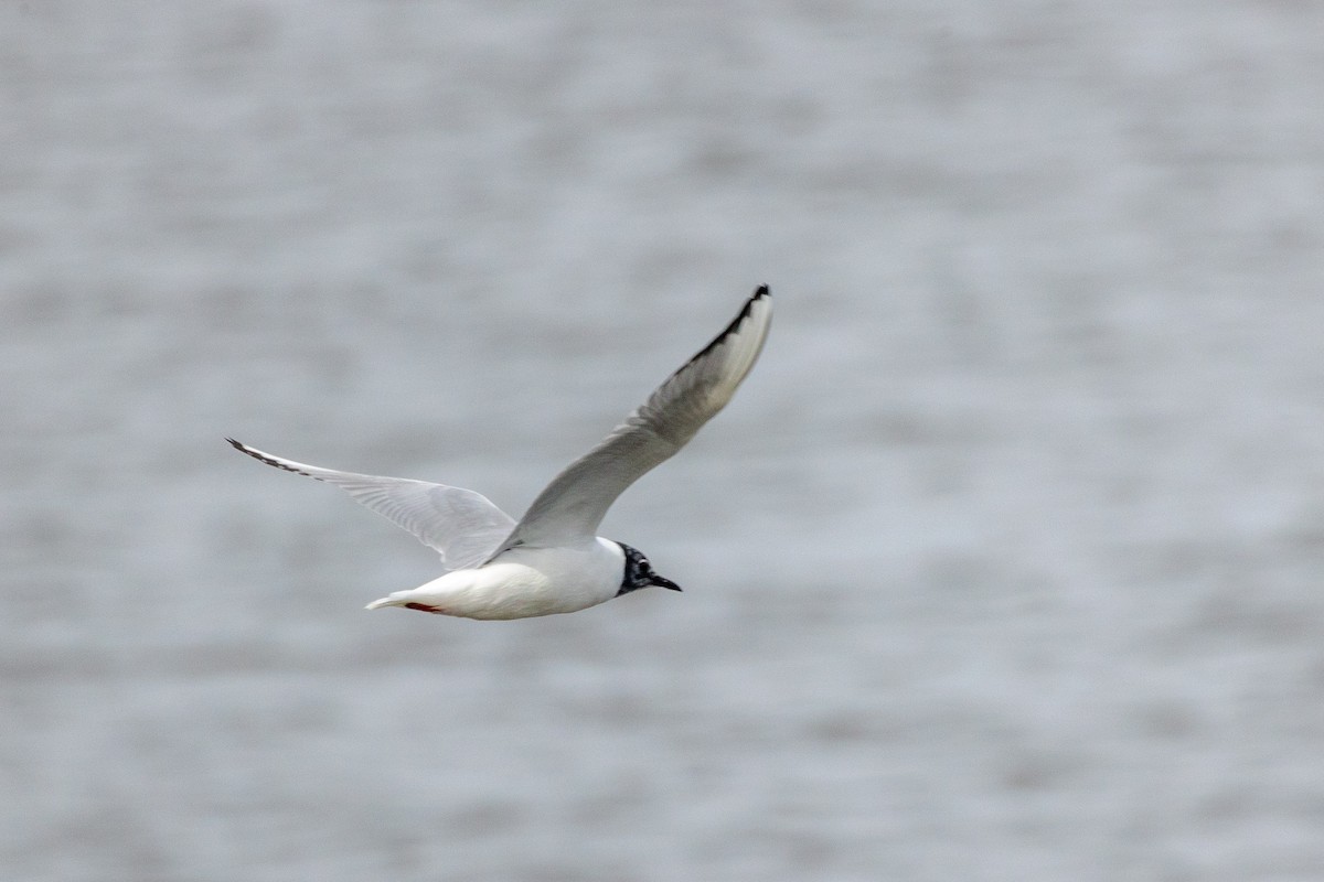 Bonaparte's Gull - ML326852251