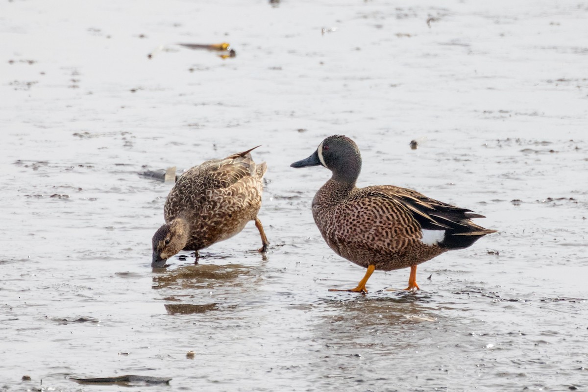 Blue-winged Teal - ML326852711