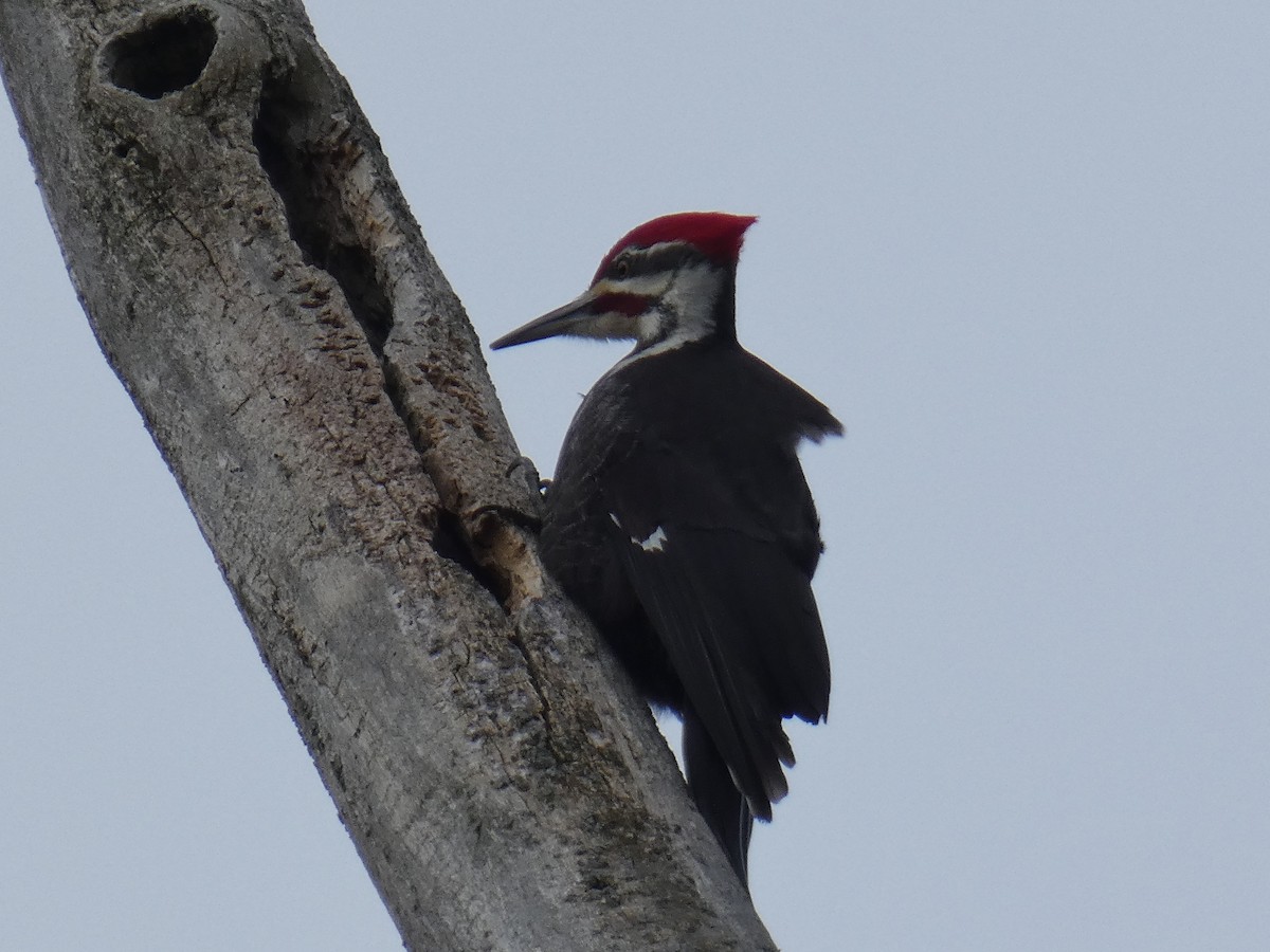 Pileated Woodpecker - ML326852751