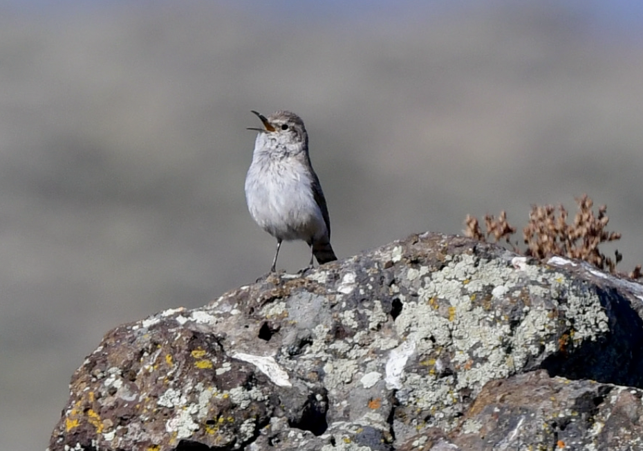 Rock Wren - ML326854351