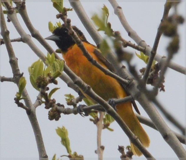 Baltimore Oriole - ML32685461