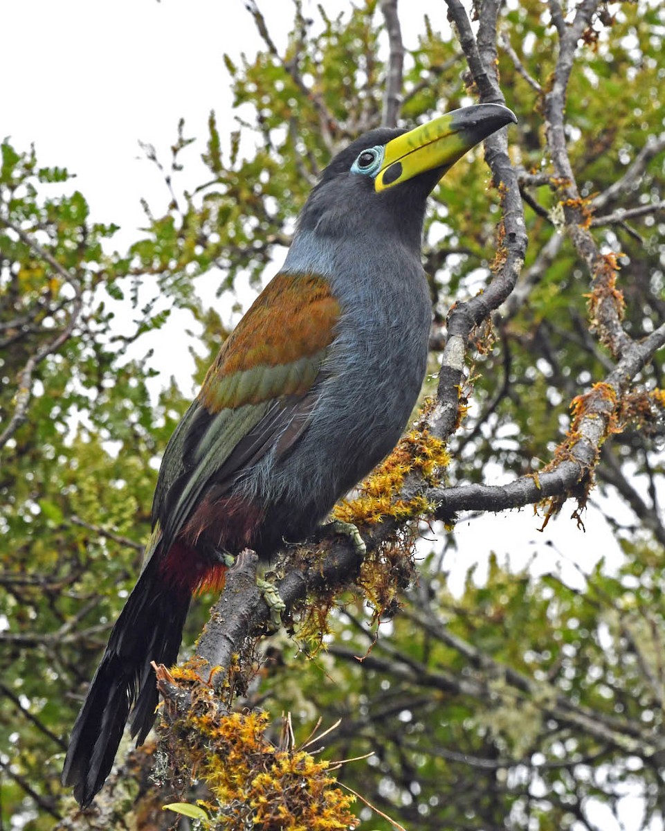 Toucan à capuchon - ML326854961