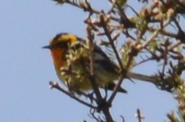 Blackburnian Warbler - ML32685511