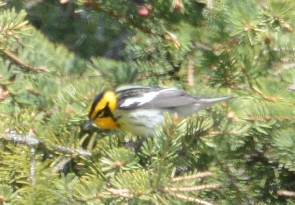 Blackburnian Warbler - ML32685521