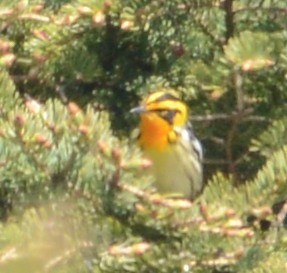 Blackburnian Warbler - ML32685541