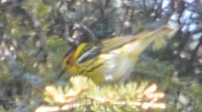 Cape May Warbler - Neil Wingert