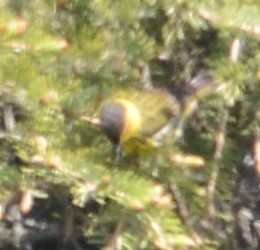 Cape May Warbler - ML32685711