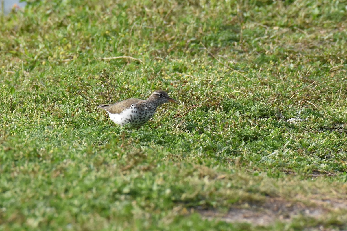 Spotted Sandpiper - Anonymous