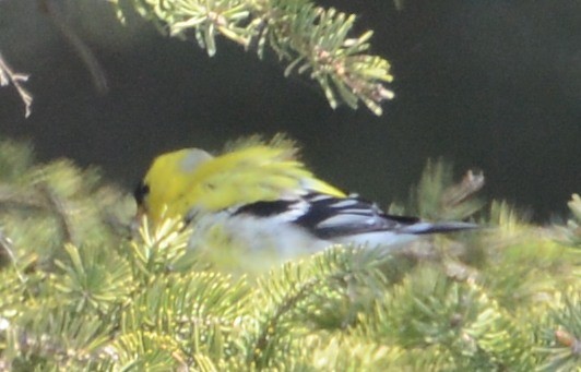 American Goldfinch - ML32685821