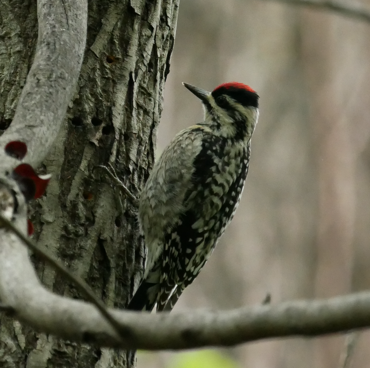 Yellow-bellied Sapsucker - ML326858231