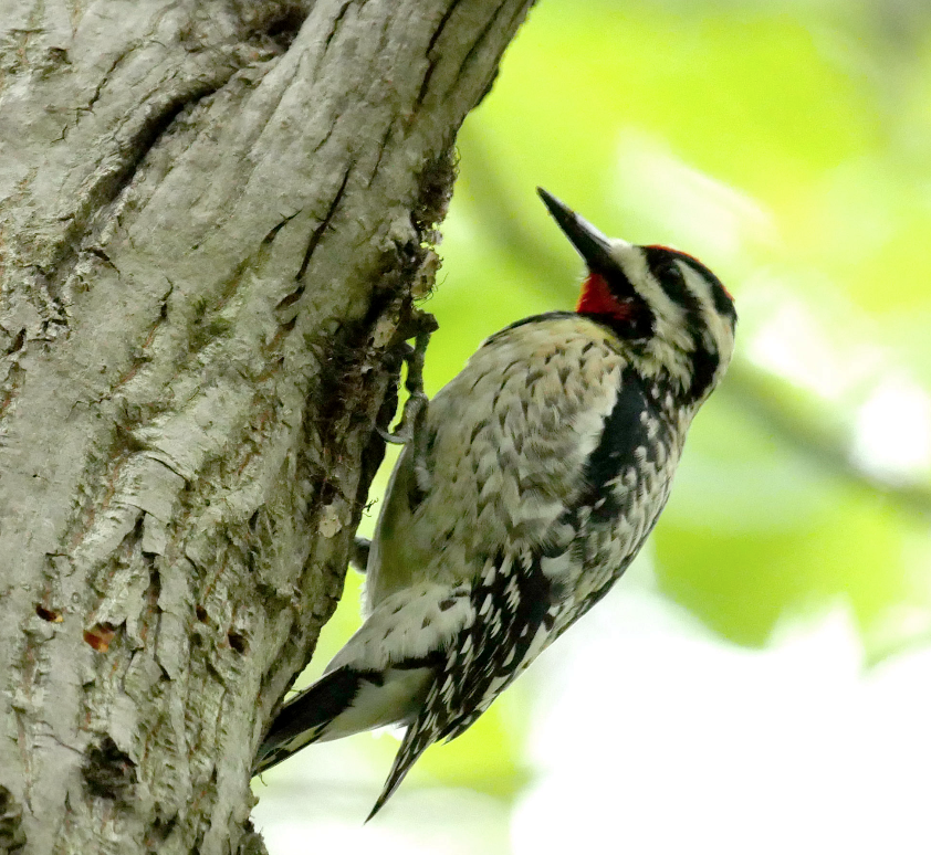 Yellow-bellied Sapsucker - ML326858251