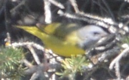 Mourning Warbler - ML32685851