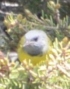 Mourning Warbler - ML32685861