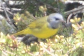 Mourning Warbler - ML32685871