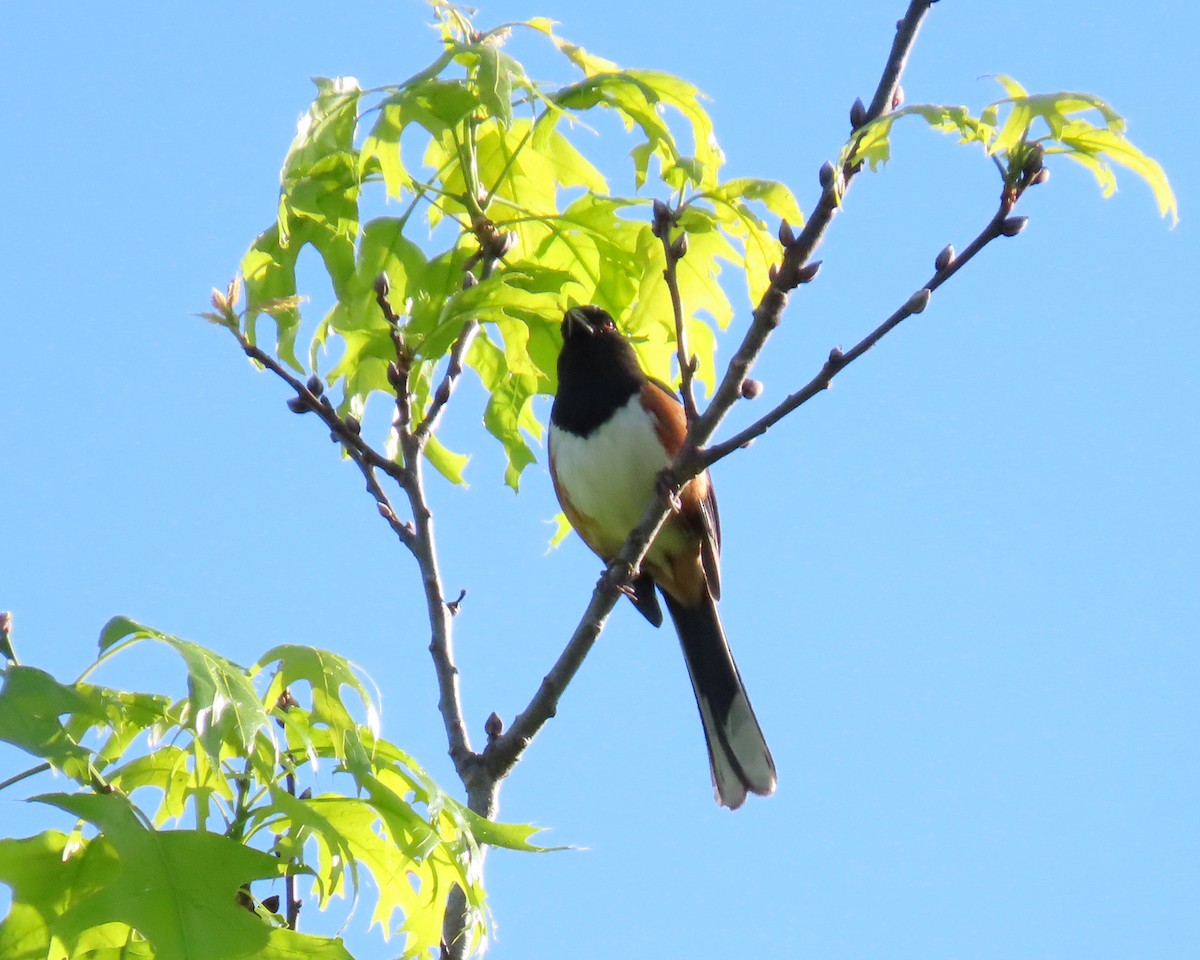 Eastern Towhee - ML326858801