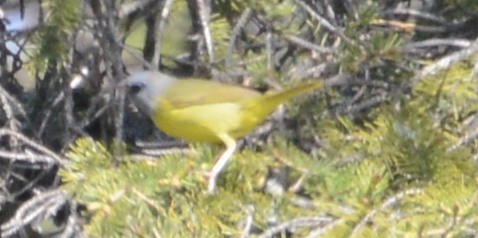 Mourning Warbler - ML32685881