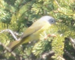 Nashville Warbler - Neil Wingert