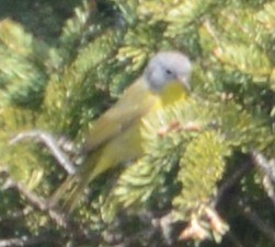 Nashville Warbler - ML32685951