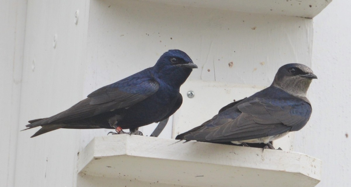 Purple Martin - ML32685961