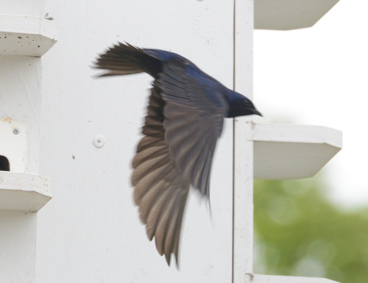 Purple Martin - ML32685971