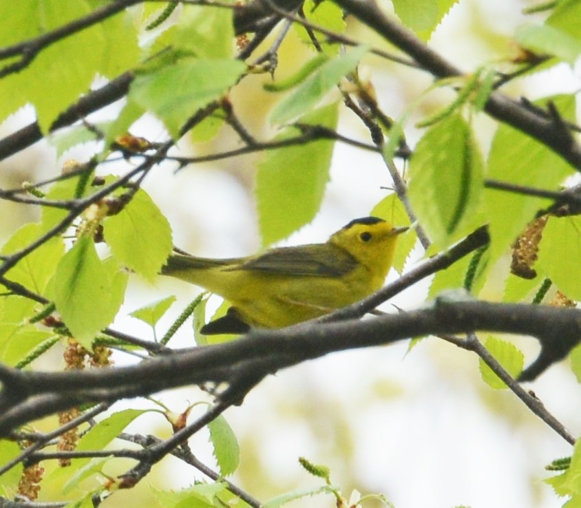 Wilson's Warbler - ML32686001