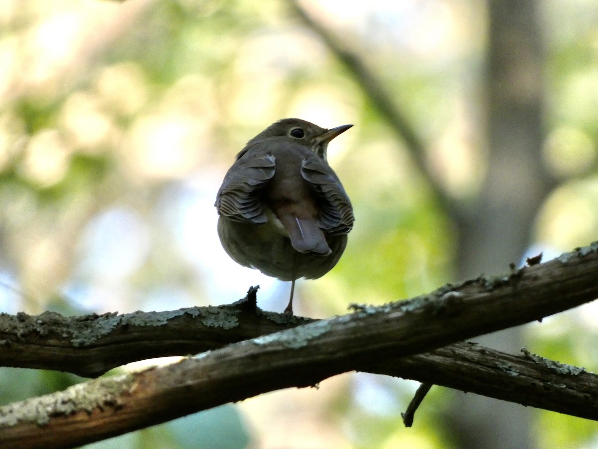 Hermit Thrush - ML326860241