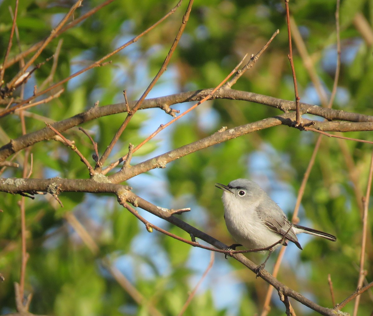 Blue-gray Gnatcatcher - ML326860281