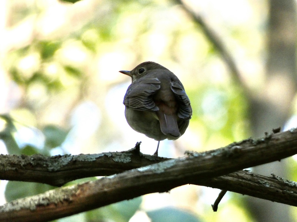 Hermit Thrush - ML326860401