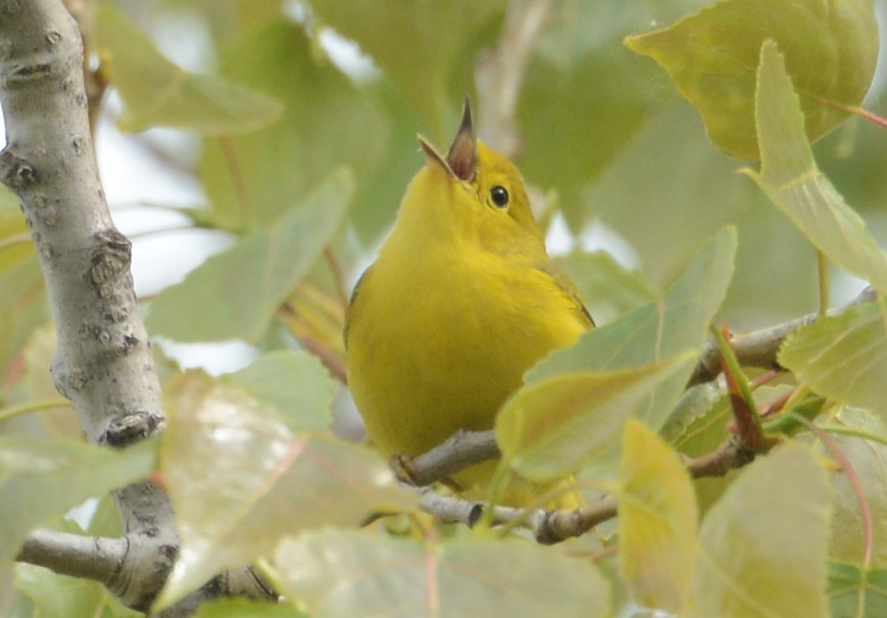 Paruline jaune - ML32686041