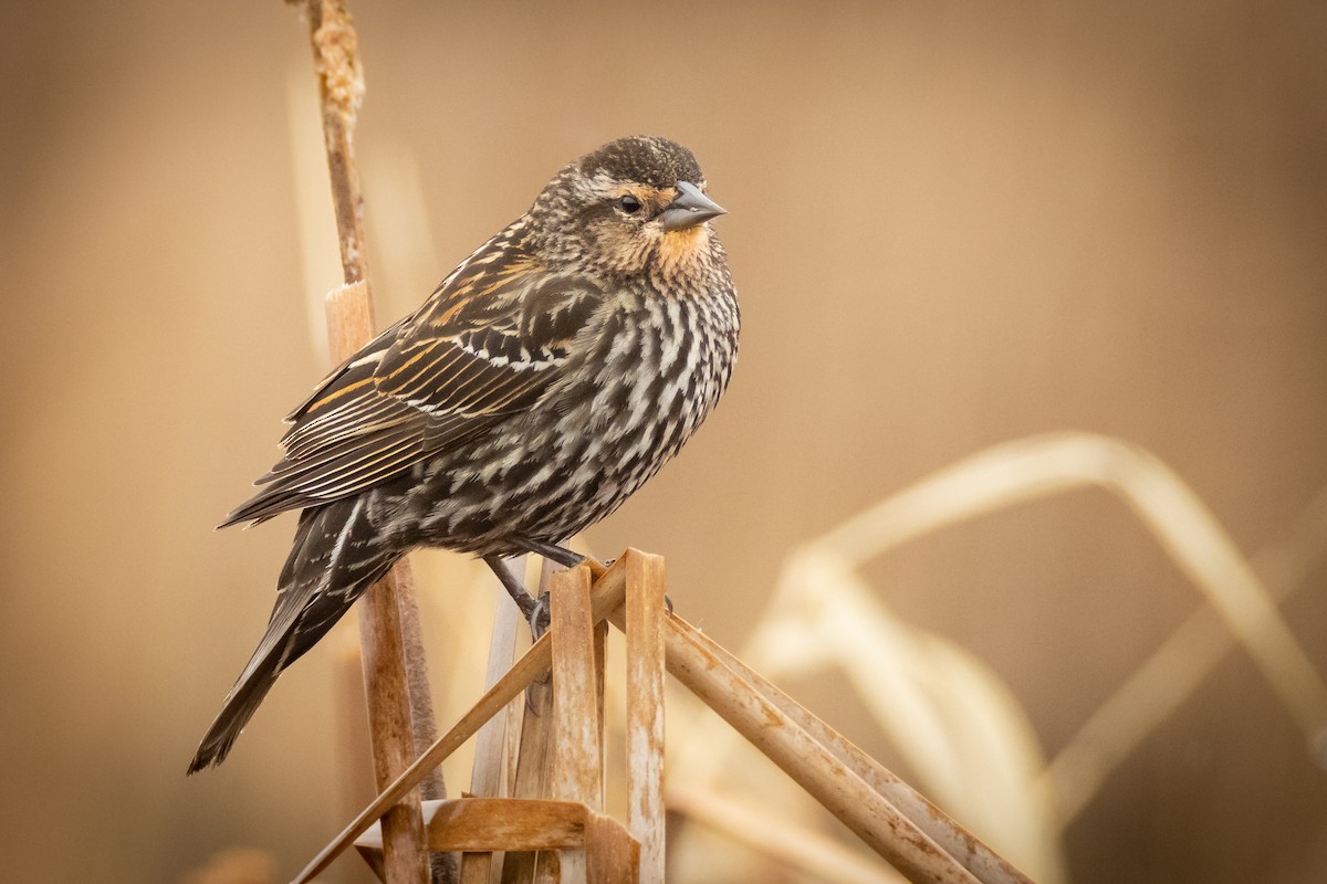 Red-winged Blackbird - ML326861721