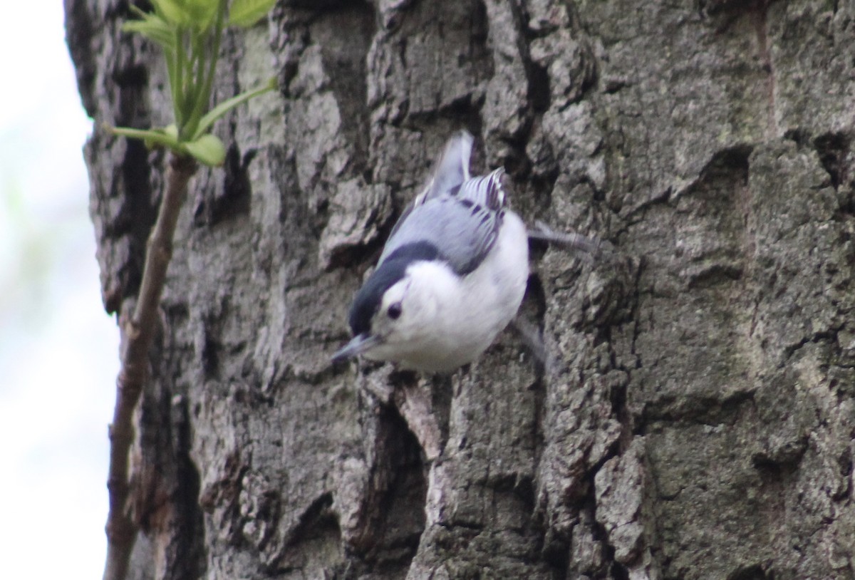 White-breasted Nuthatch - ML326862641