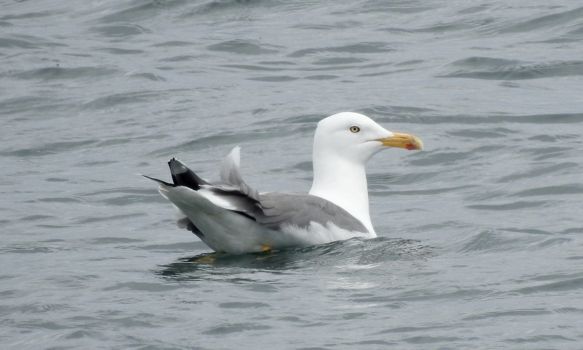 Lesser Black-backed Gull - ML326863661