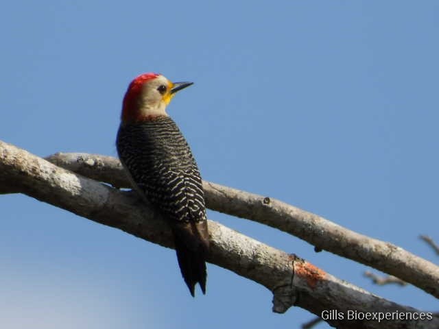 Yucatan Woodpecker - ML326865121