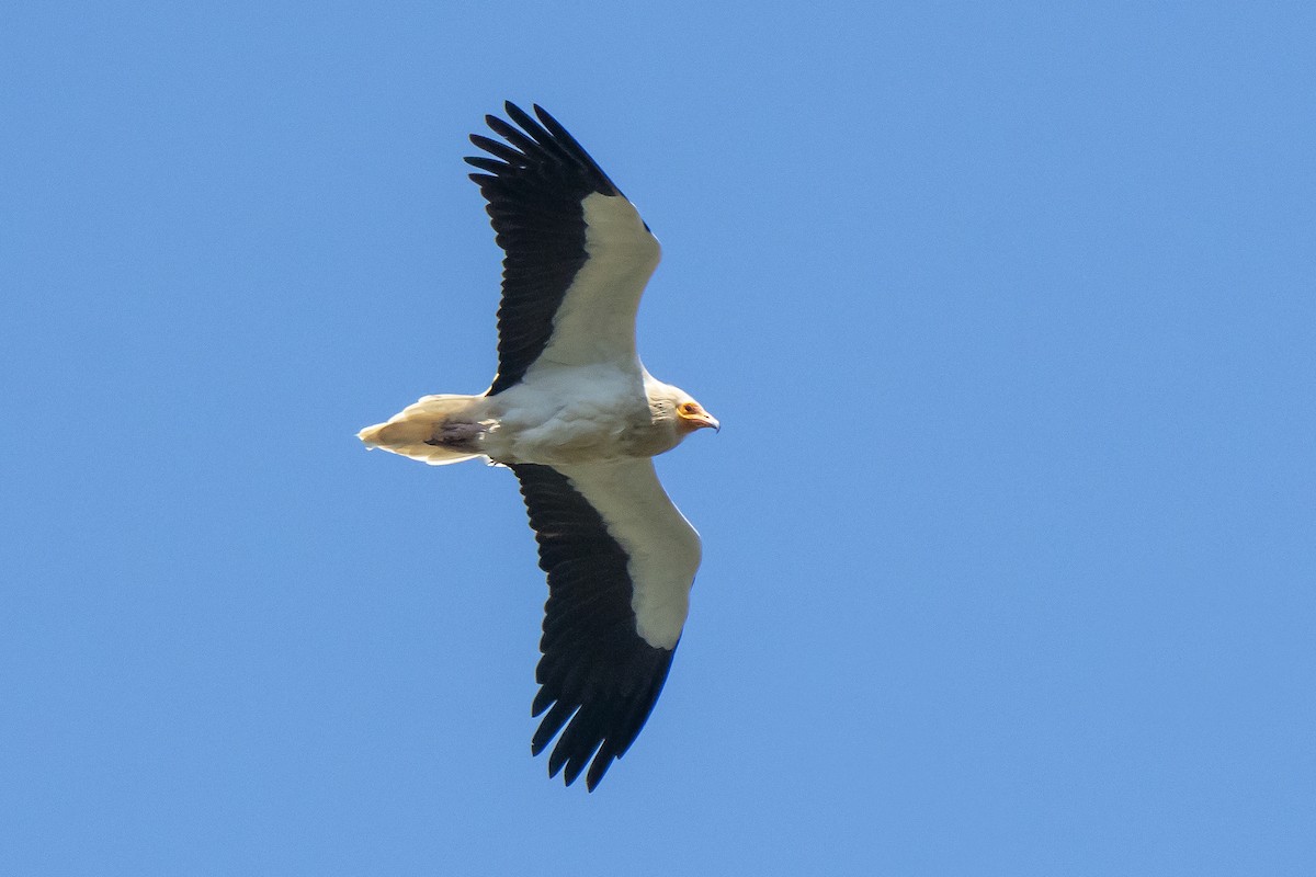 Egyptian Vulture - Miguel Rouco