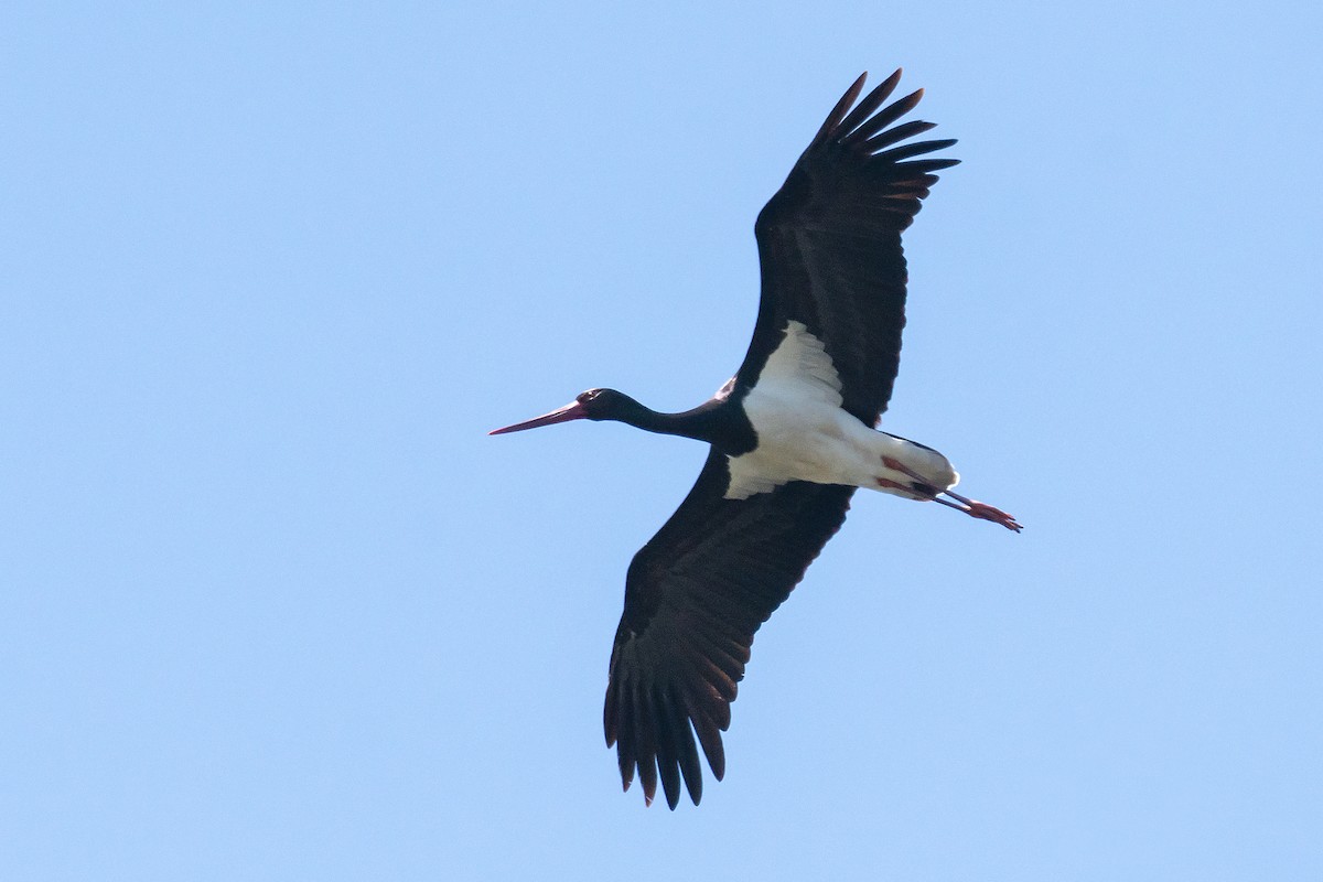 Black Stork - ML326866791