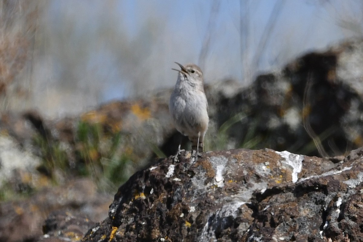 Rock Wren - ML326867751