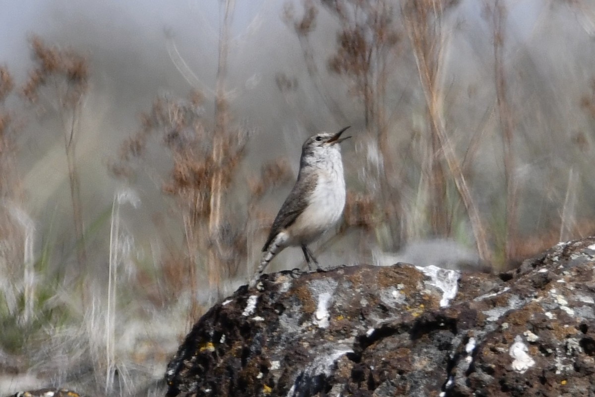 Rock Wren - ML326867771