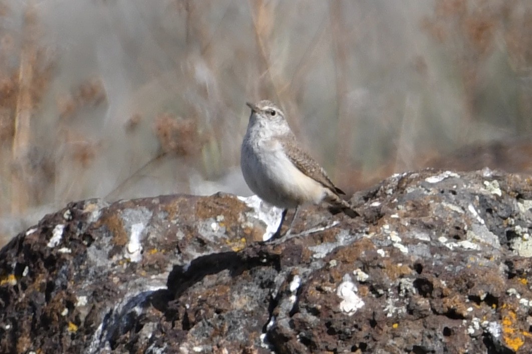 Rock Wren - ML326867791