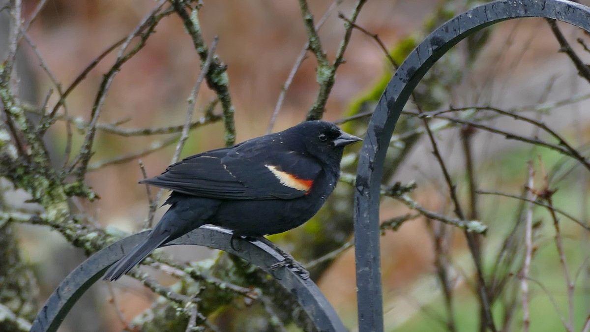 Red-winged Blackbird (Red-winged) - Avery Fish