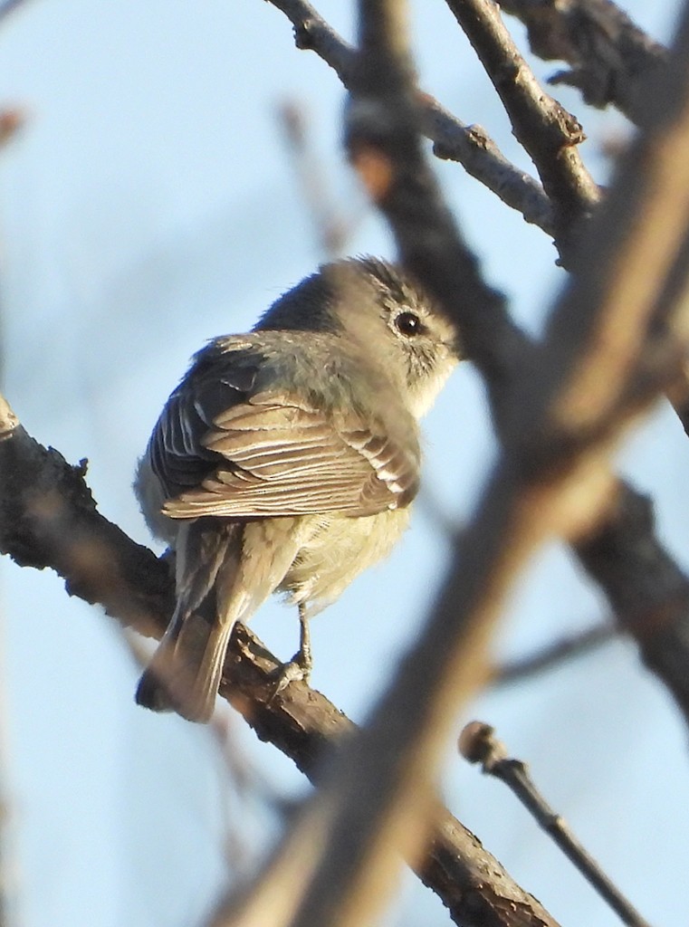 Plumbeous Vireo - ML326868681